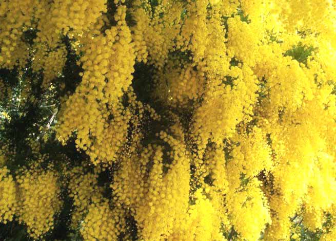 Signification Reves acacia mimosa hiver