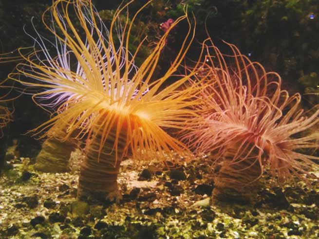 Signification Rêves anemone de mer