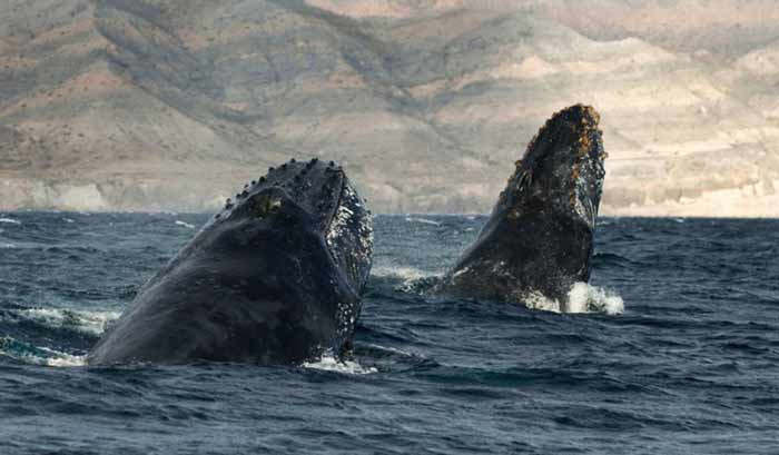 Signification Reves baleine bosse