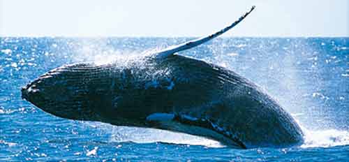 Signification Reves baleine-nausicaa-fr baleines-html