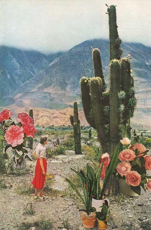 Signification Reve cactus