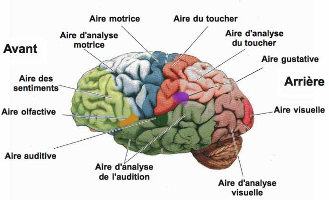Signification Rêve cerveau zones