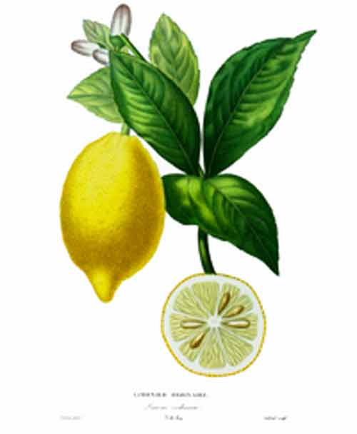 Signification Reve citron