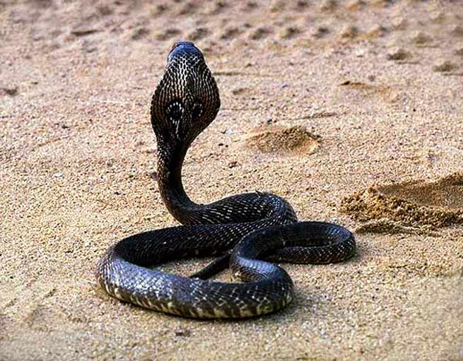 Signification Reve cobra