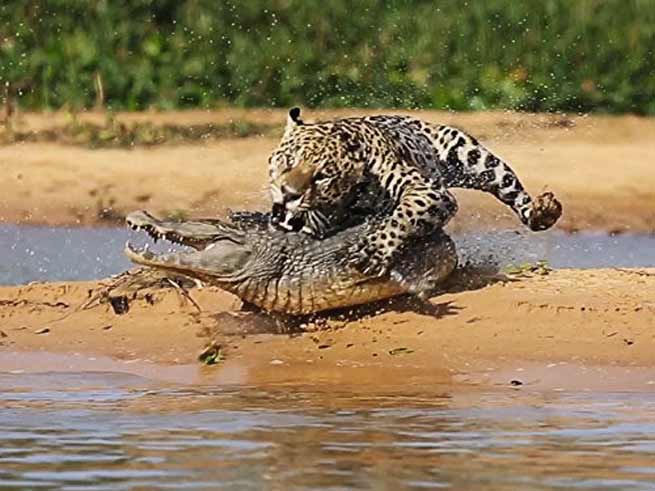 Signification Reves crocodile jaguar