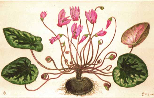 Signification Reves cyclamen