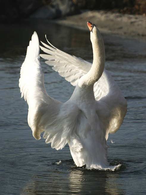 Signification Reves cygne  