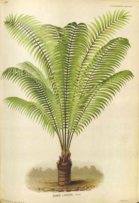 Signification Reves dattier palmier