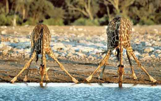 Signification Reves desalterer girafe