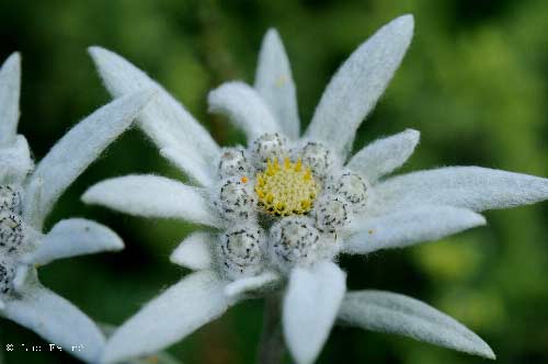 Signification Reves edelweiss