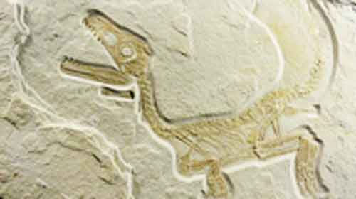 Signification Reves fossile Sciurumimus-albersdoerferi