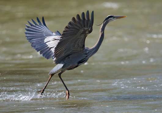 Signification Reves heron
