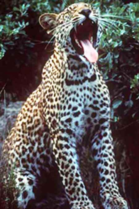 Signification Reve jaguar dinosoria-com