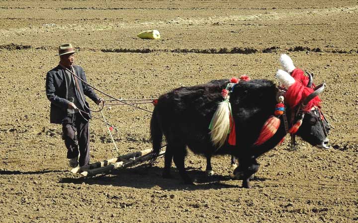 Signification Reves laboureur tibet