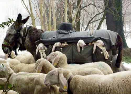 Signification Reves laine-de-mouton