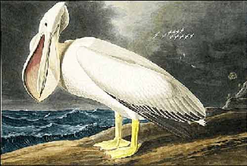 Signification Reves pelican john-james-audubo