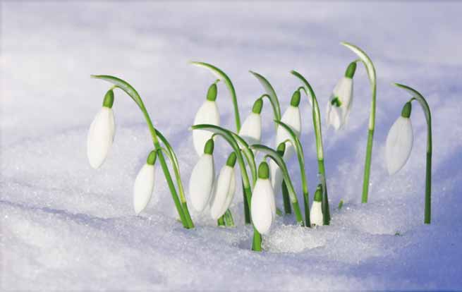 Signification Reves perce neige printemps