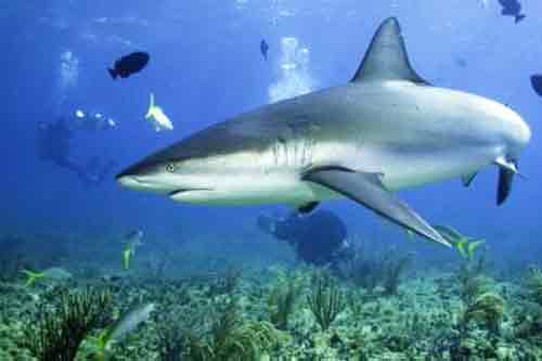 Signification Reve requin