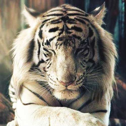 Signification Reves tigre