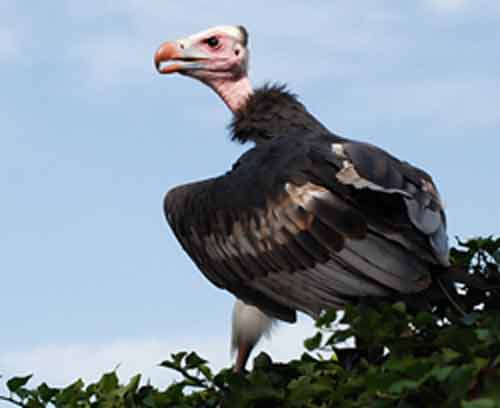 Signification Reve vautour