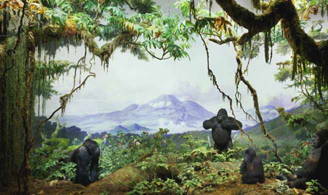  Signification de Rêves zoo gorilles